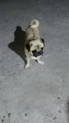 pug