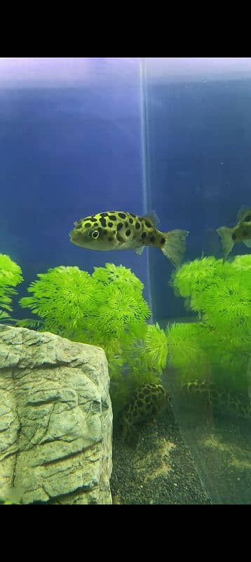 GSP Puffer Fish 0