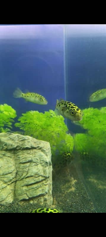 GSP Puffer Fish 1