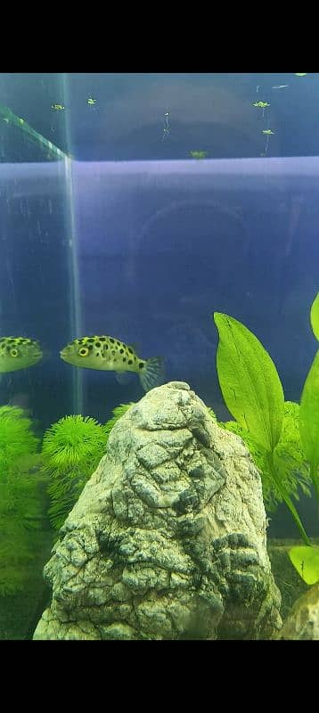 GSP Puffer Fish 2