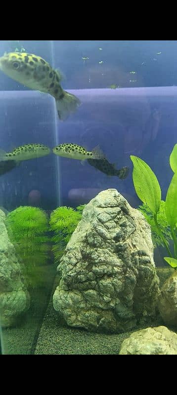 GSP Puffer Fish 5