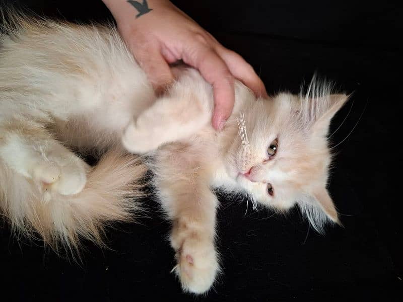 Kitten for sale- Playful healthy furbaby, extremely active and playful 5