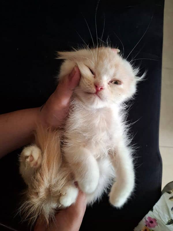 Kitten for sale- Playful healthy furbaby, extremely active and playful 8