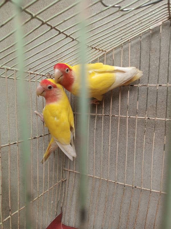 common lutino breeder pair 1