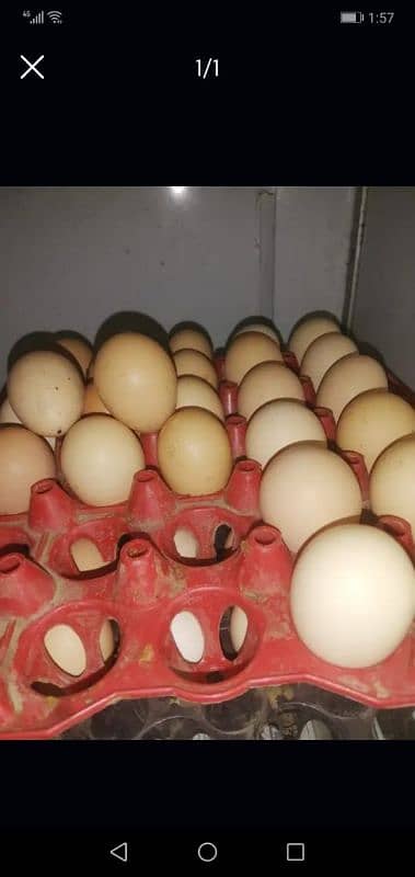 pure desi eggs 0