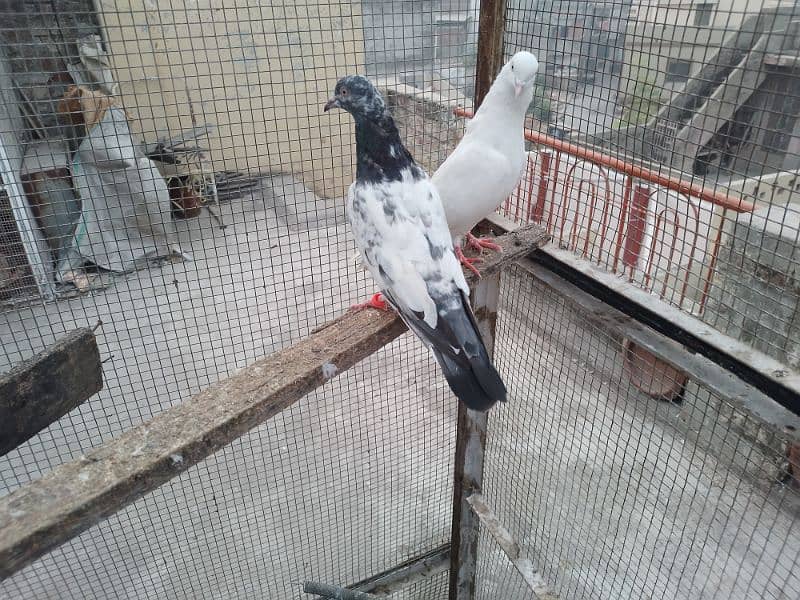 golden female white male breeder pair 2