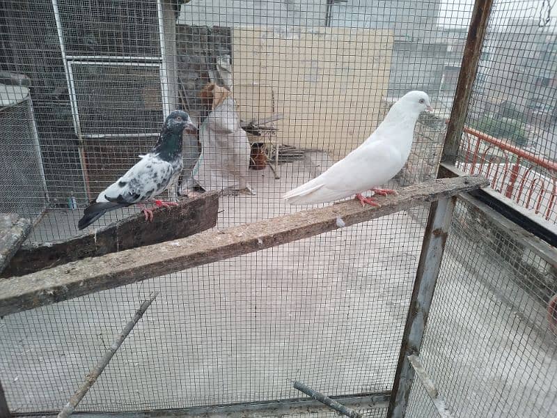 golden female white male breeder pair 14