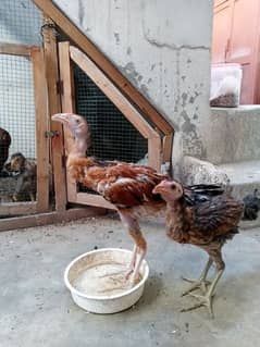 Aseel Big Chicks Pair