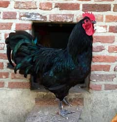 australorp