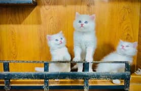 triple coat persian kittens