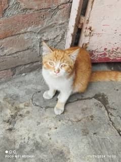 Persian Male Kitten