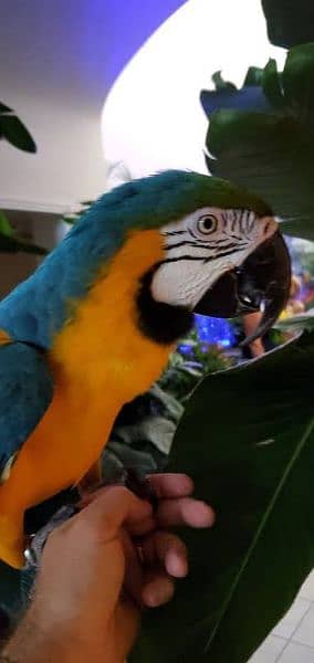 Blue and gold macaw hand tame 0