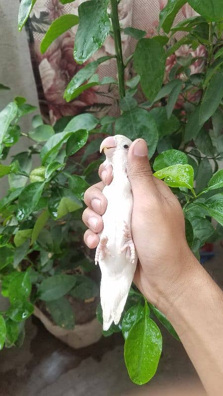 common parblue lovebirds female breeder 0