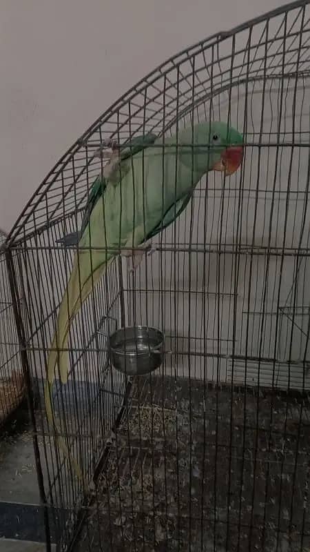 Raw parrot /Alexander for sale in lahore 1