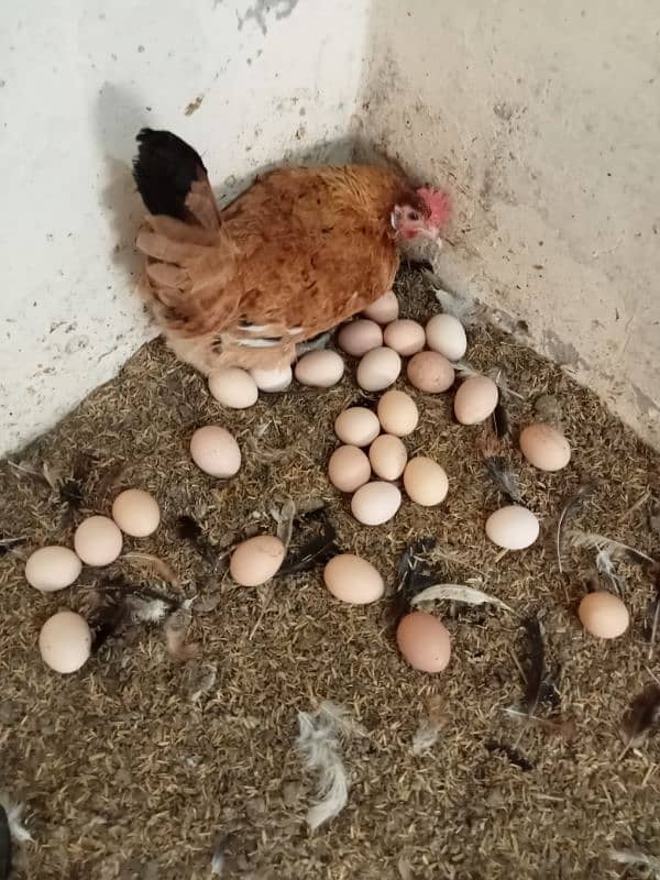 Desi Hens Eggs Per Egg 50 Rupey 1