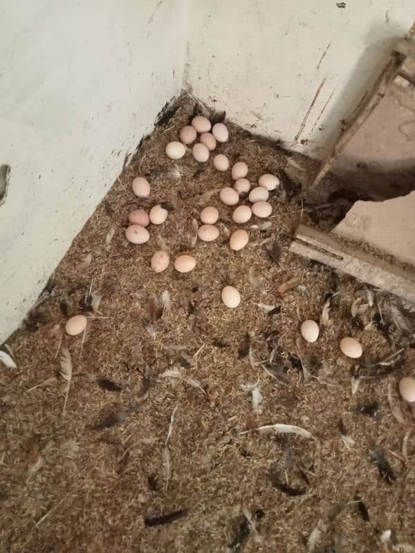 Desi Hens Eggs Per Egg 50 Rupey 2