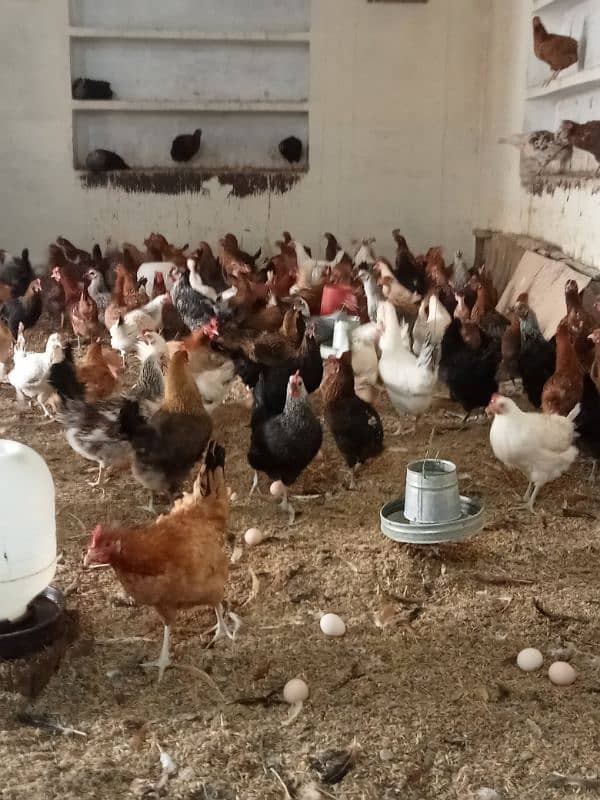 Desi Hens Eggs Per Egg 50 Rupey 12