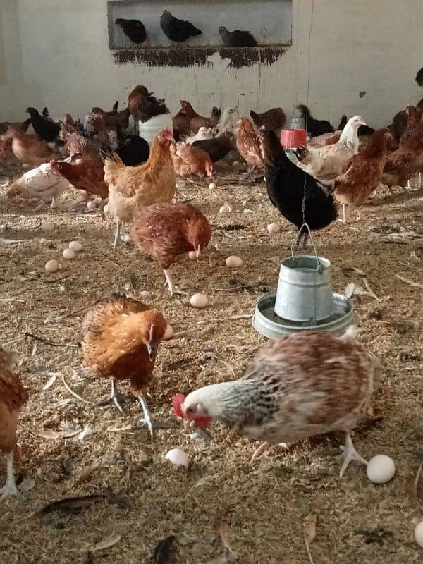 Desi Hens Eggs Per Egg 50 Rupey 13