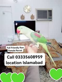 Final 18000 Hand Tamed Friendly Kashmiri Raw Female Parrot Jumbo Size