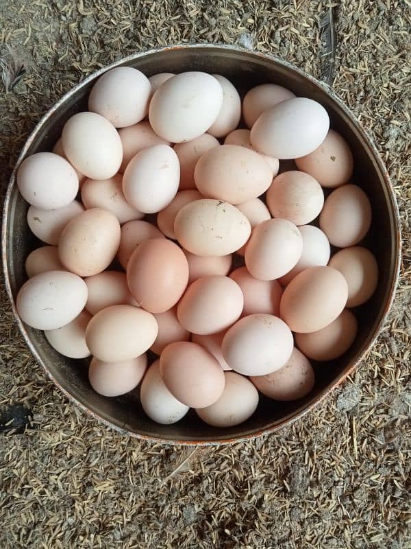 Desi Hens Eggs Per Egg 50 Rupey 0