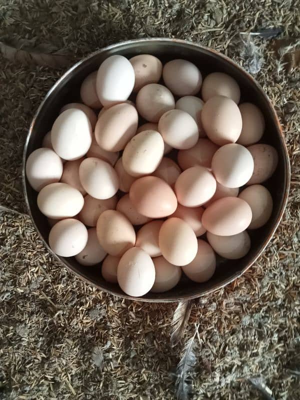 Desi Hens Eggs Per Egg 50 Rupey 19