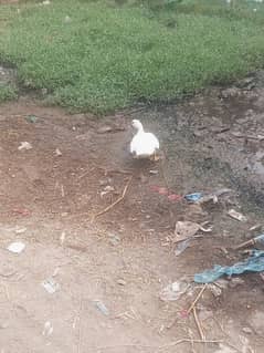 white Muscovy female