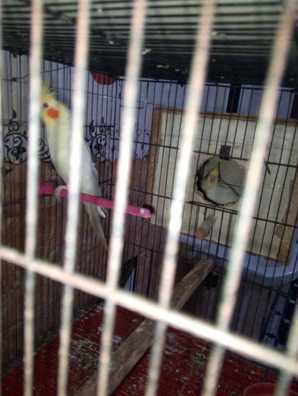 Common White Red Eyes cocktail Breeder pair 4