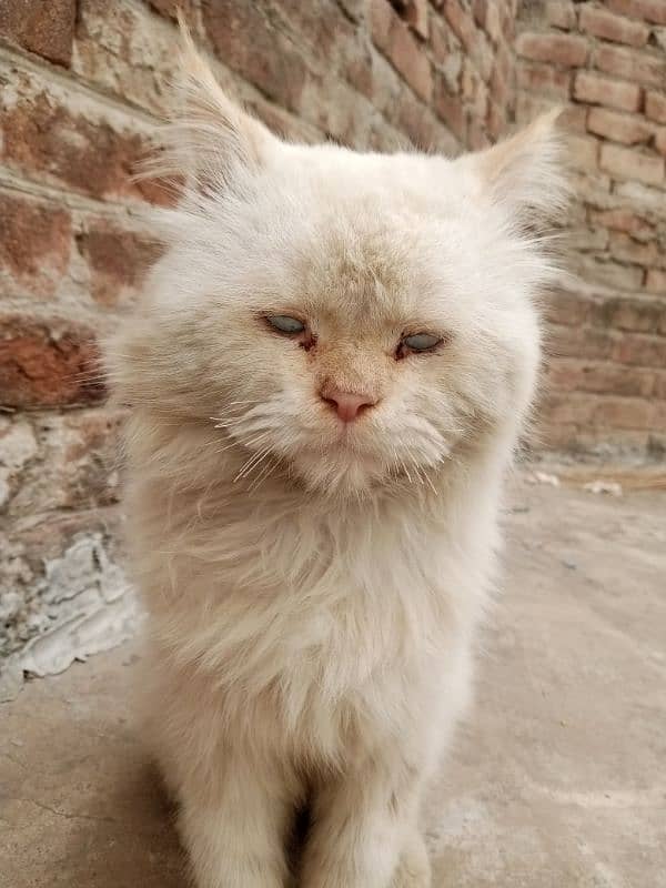 Persian cat 0