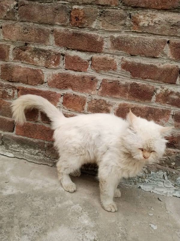 Persian cat 2