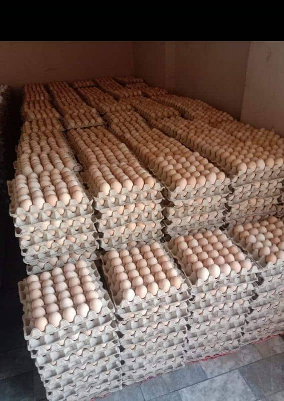 Golden misri \ lohmen brown Desi hens eggs available at wholesale rate 0