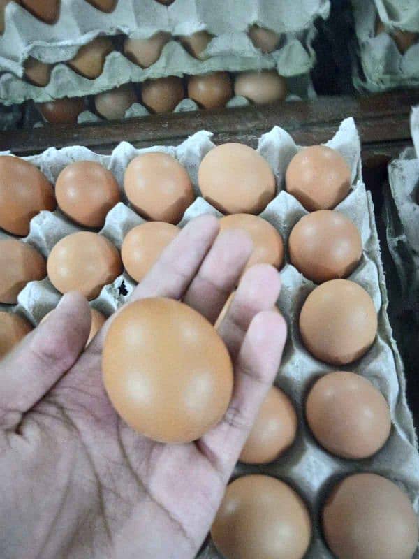 Golden misri \ lohmen brown Desi hens eggs available at wholesale rate 3