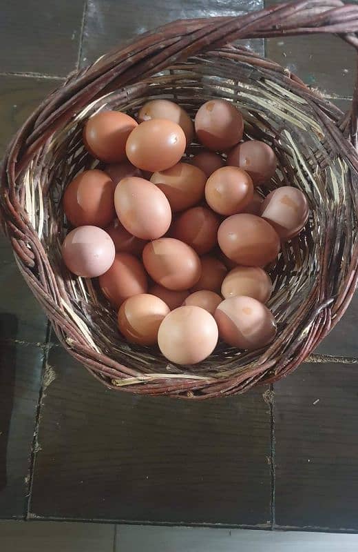 Golden misri \ lohmen brown Desi hens eggs available at wholesale rate 4