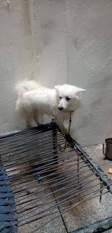 russian Pet feamal 6 month color white 3