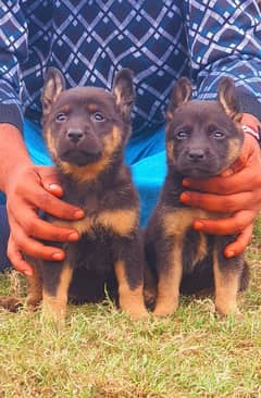 Pedigree bloodline German shepherd puppies available Karachi city