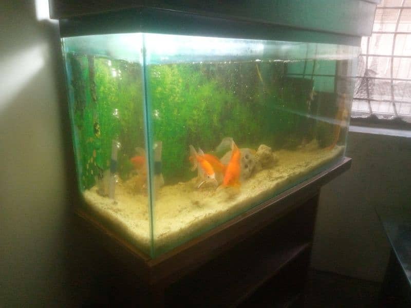 3fit fish Aquriam with 3 goldfish nd 2 big size sucker fish 1