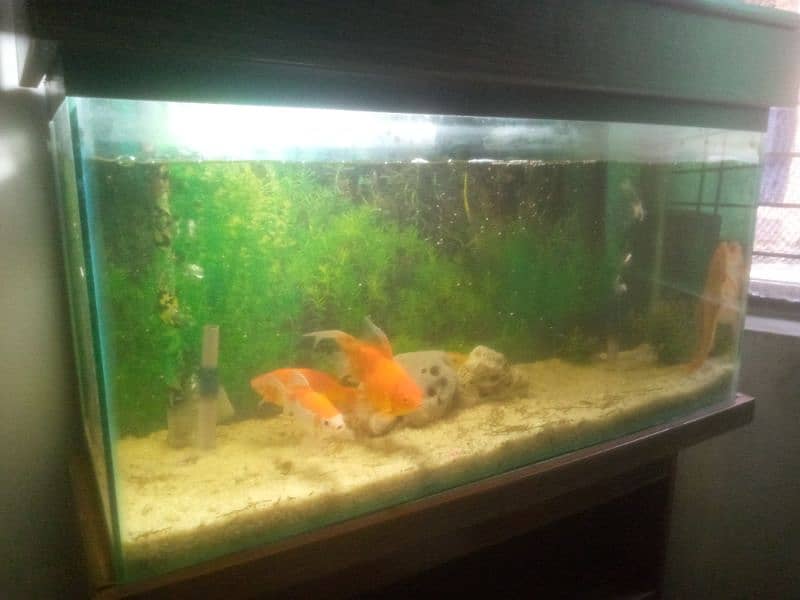 3fit fish Aquriam with 3 goldfish nd 2 big size sucker fish 2