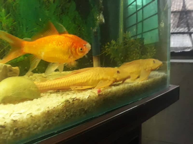 3fit fish Aquriam with 3 goldfish nd 2 big size sucker fish 4