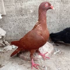 fancy pigeon for sale