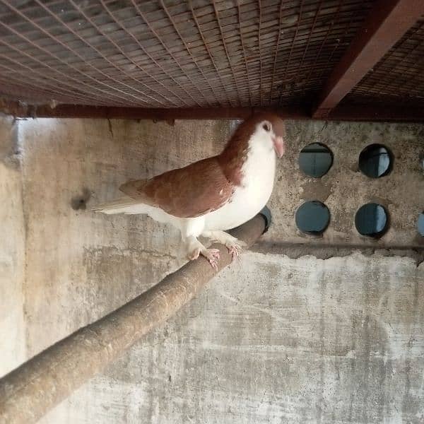 fancy pigeon for sale 9