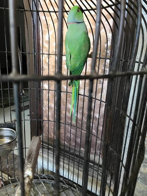 ringneck for sale 1