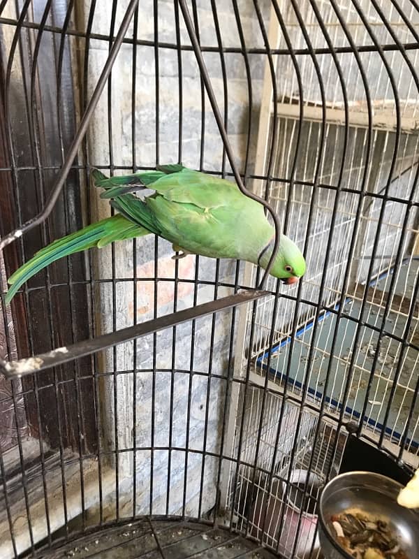 ringneck for sale 2