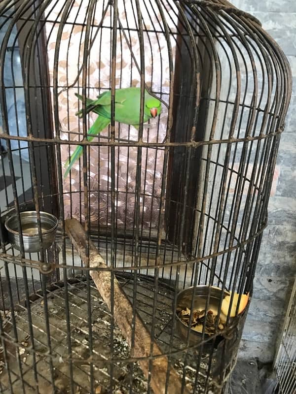 ringneck for sale 3