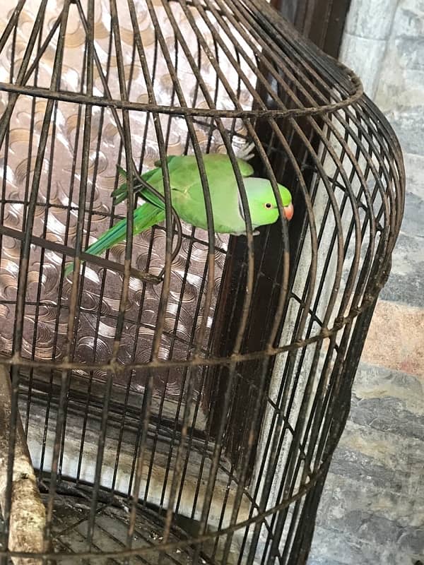 ringneck for sale 4