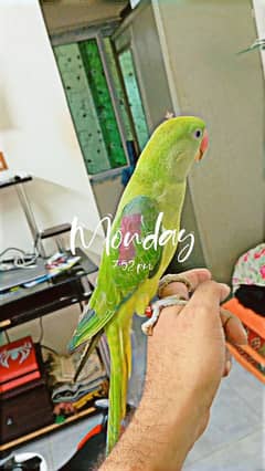 Raw Parrot for sale Hand tamed and talking