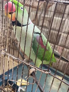 pahari green (Raw parrot) with cage