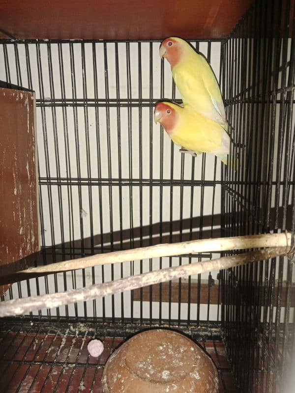 Breeder pairs of lutino lovebirds are available for sale. 1