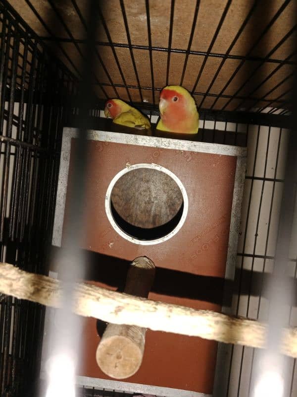 Breeder pairs of lutino lovebirds are available for sale. 3