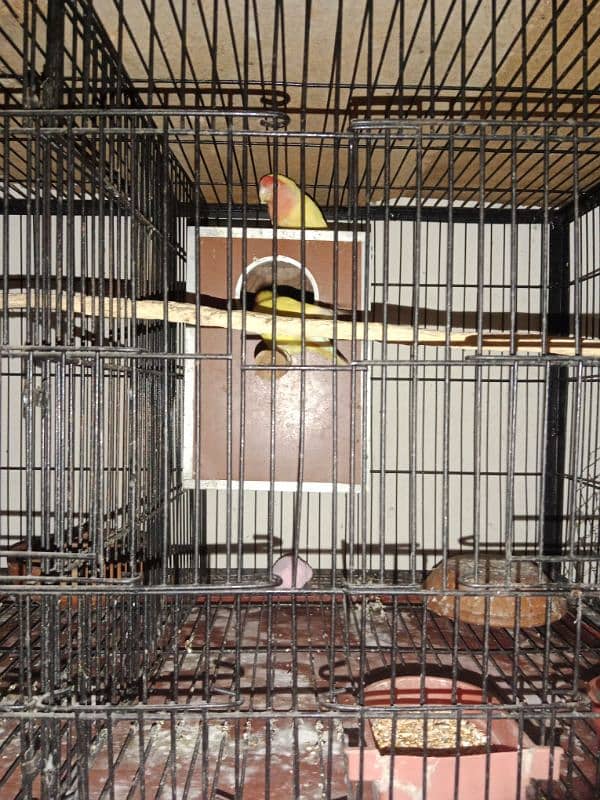 Breeder pairs of lutino lovebirds are available for sale. 6