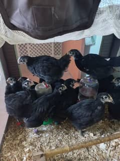 Australorp Cross Breed Chicks | Australorp Cross Chicks For sale