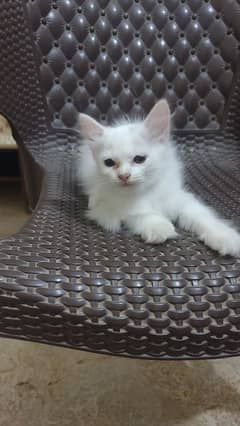 white playful and trained kitten